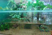 /album/paludario-de-cliente-colegio-vera-cruz/paludario-03-jpg/